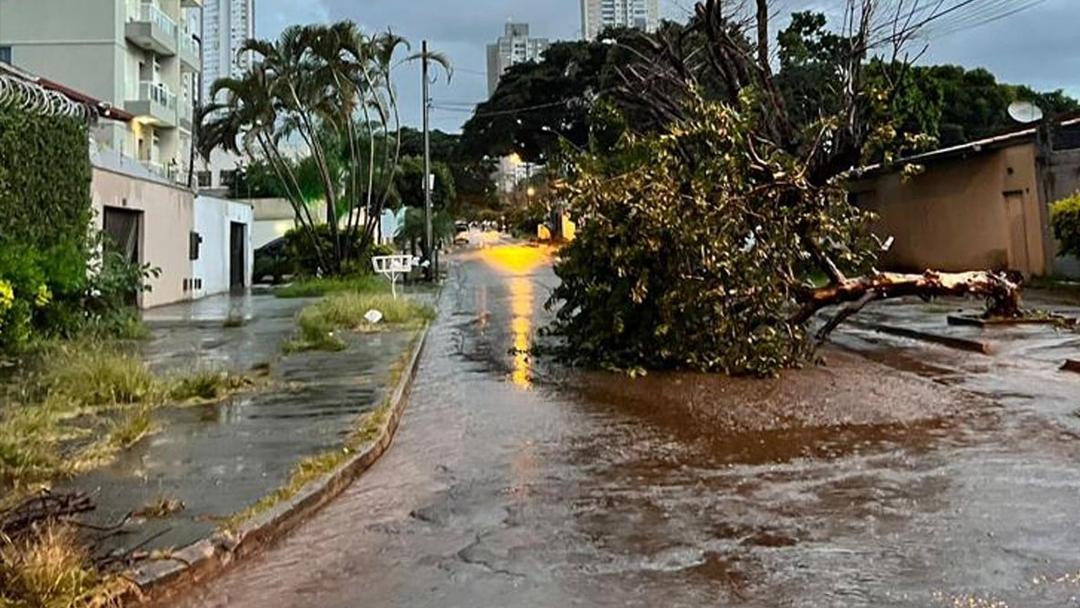 Árvore caída em Goiânia