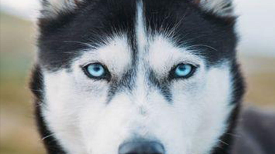 Cadela Husky