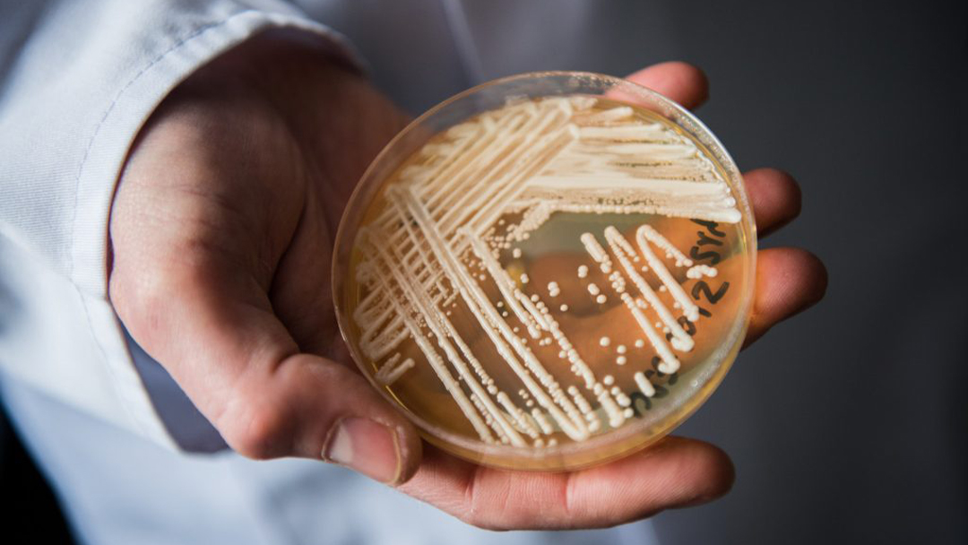 Fungo Candida auris