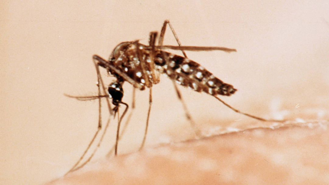 Goiás tem as duas primeiras mortes confirmadas pela cepa da dengue transmissível