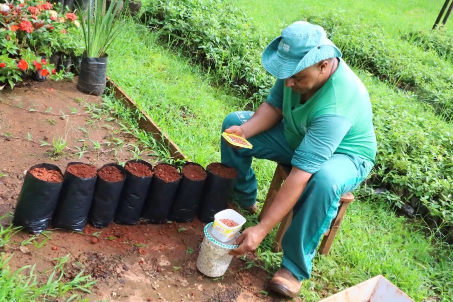 Mudas sendo plantadas