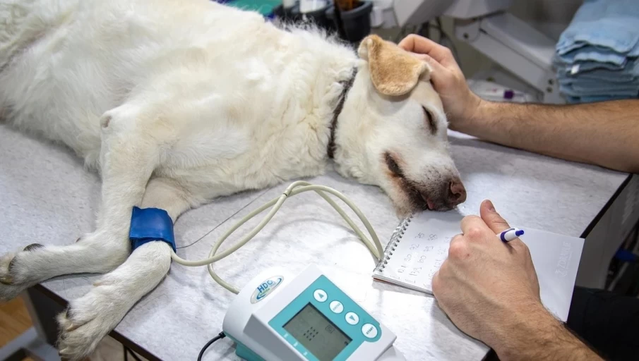 ONG condenada em R$ 88 mil confirma atuação de veterinário