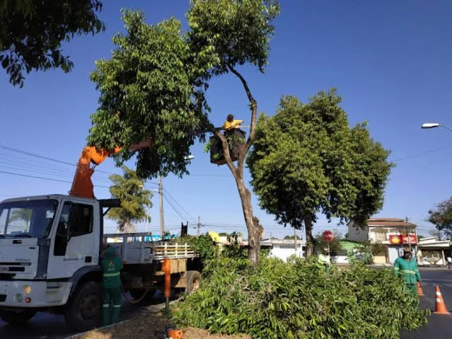 https://www.cdn.goiascapital.com/images/Pode de árvore na capital