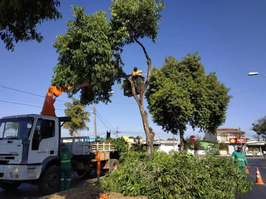 Pode de árvore na capital