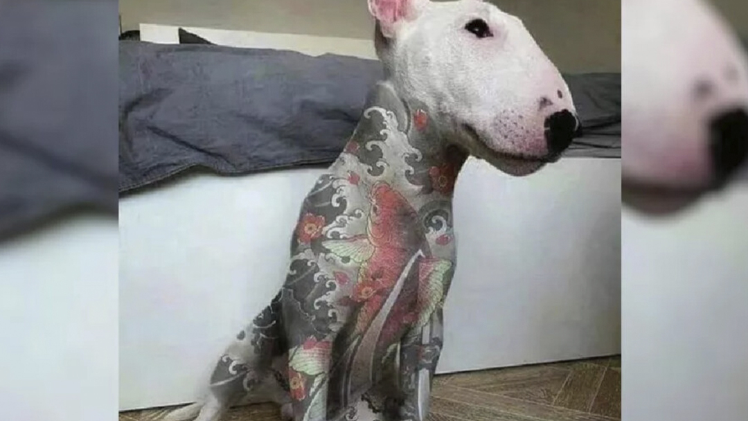 Proibição de tatuagens e piercings em animais